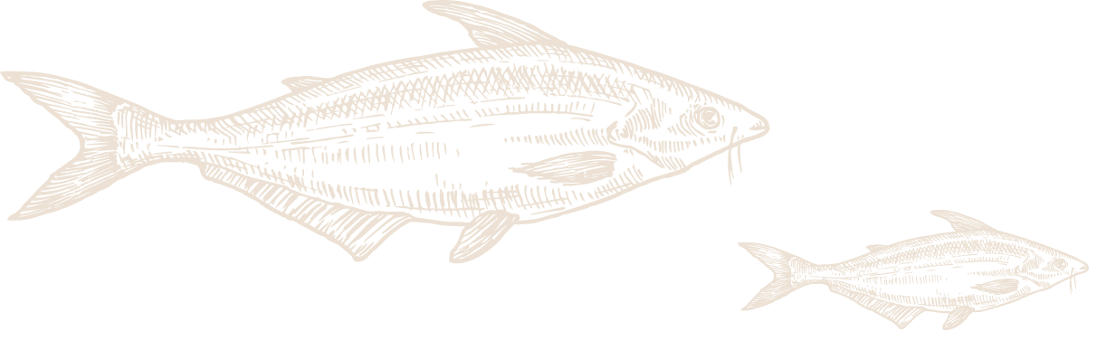 banner的魚